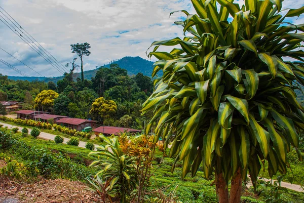 Yerel köye giden yol, uzaklardaki dağlar. Borneo adasında manzara. Sabah, Malezya.
