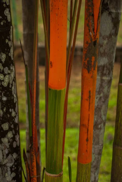 Bahçede kırmızı ve yeşil taze şeker kamışı. Borneo, Malezya