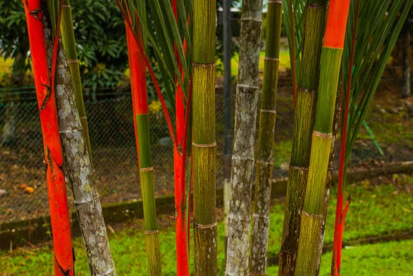 Bahçede kırmızı ve yeşil taze şeker kamışı. Borneo, Malezya