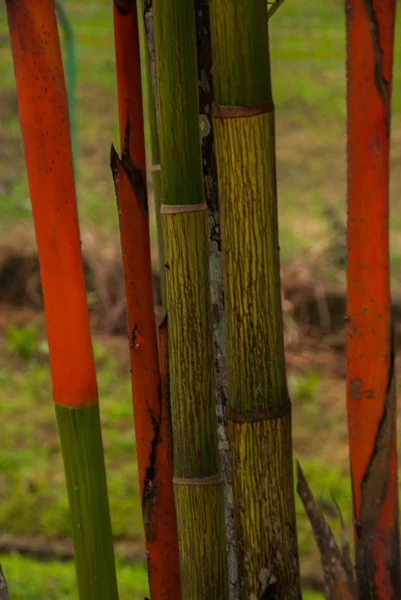 Bahçede kırmızı ve yeşil taze şeker kamışı. Borneo, Malezya