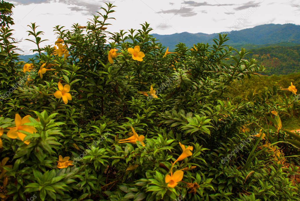 The landscape on the island of Borneo. Yellow Flowers and view of the mountains in the horizon. Sabah, Malaysia.