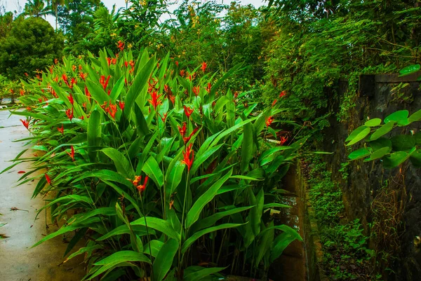 Arbustes aux feuilles vertes et fleurs rouges de Bornéo, Sabah, Malaisie — Photo
