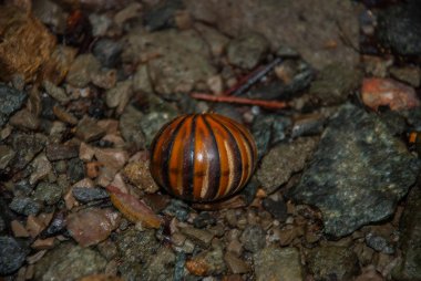 Böcek caterpillar taşlar hakkında kıvrılmış. Borneo, Malezya