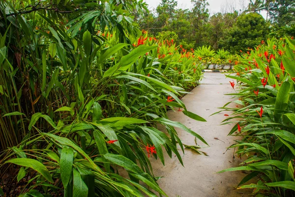 Arbustes aux feuilles vertes et fleurs rouges de Bornéo, Sabah, Malaisie — Photo