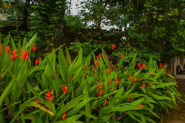 Cespugli con foglie verdi e fiori rossi del Borneo, Sabah, Malesia — Foto Stock