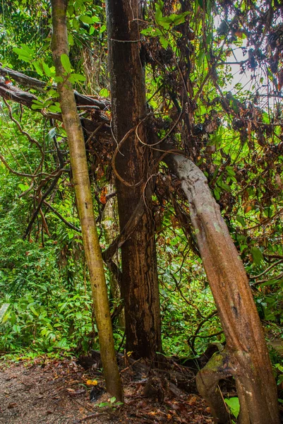 El árbol crece en las selvas de Borneo, Sabah, Malasia — Foto de Stock