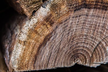 Kış için yakacak odun hazırlanması. yakacak odun arka plan. Yakacak odun yığını.