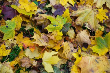 Sonbahar renk değişimi ile kırmızı renkli sezon ve alternatifler sarı yapraklar