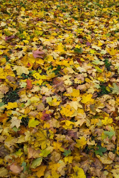 Höstens färgförändring är säsongen färgglada, med röda och gula löv suppleanter — Stockfoto