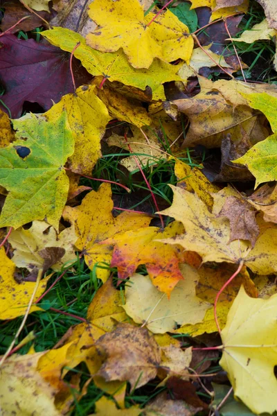 Höstens färgförändring är säsongen färgglada, med röda och gula löv suppleanter — Stockfoto