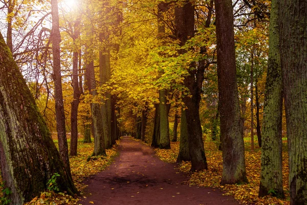 Bonito outono floresta Parque na Rússia. A propriedade do Parque Rozhdestveno. Oblast de Leningrado . — Fotografia de Stock