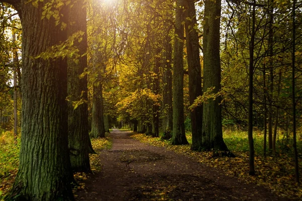 Vackra höst skog i Ryssland. Dödsboet Park Rozhdestveno. Leningrad oblast. — Stockfoto