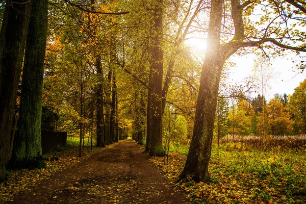 Bela floresta de outono na Rússia. A propriedade do Parque Rozhdestveno. Oblast de Leningrado . — Fotografia de Stock