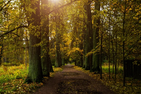 Bela floresta de outono na Rússia. A propriedade do Parque Rozhdestveno. Oblast de Leningrado . — Fotografia de Stock