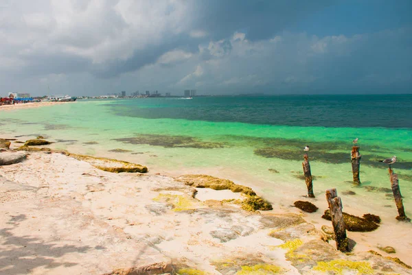 Las gaviotas se sientan en un poste. Tropical Resort. Mar Caribe Jetty cerca de Cancún, México. México playa tropical en el Caribe — Foto de Stock