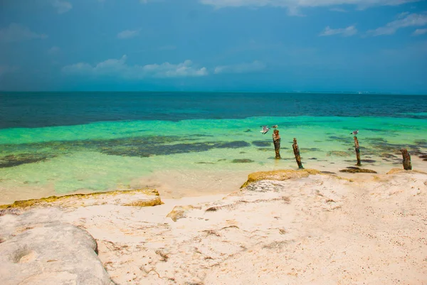 I gabbiani si siedono su un palo. Resort Tropicale. Mare dei Caraibi Molo vicino a Cancun, Messico. Messico spiaggia tropicale nei Caraibi — Foto Stock