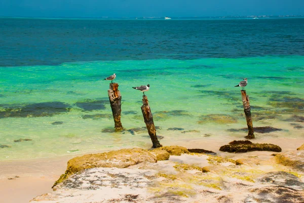 I gabbiani si siedono su un palo. Resort Tropicale. Mare dei Caraibi Molo vicino a Cancun, Messico. Messico spiaggia tropicale nei Caraibi — Foto Stock