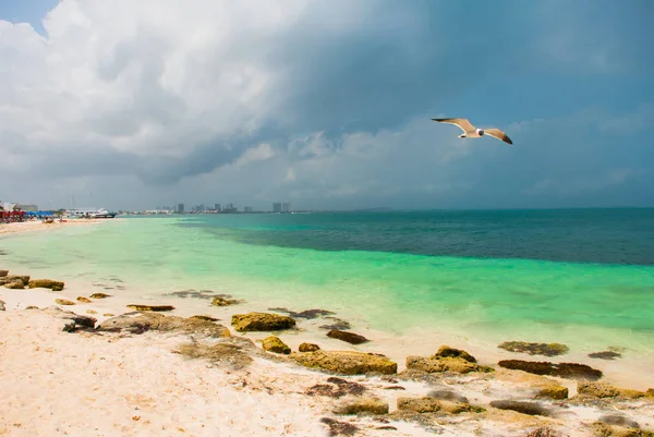 Gabbiano vola prima della tempesta.Tropical Resort. Mare dei Caraibi Molo vicino a Cancun. Messico spiaggia tropicale nei Caraibi — Foto Stock