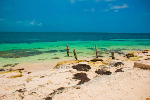 Seagulls sit on a pole. Tropical Resort. Caribbean sea Jetty near Cancun, Mexico. Mexico beach tropical in Caribbean — Stock Photo, Image