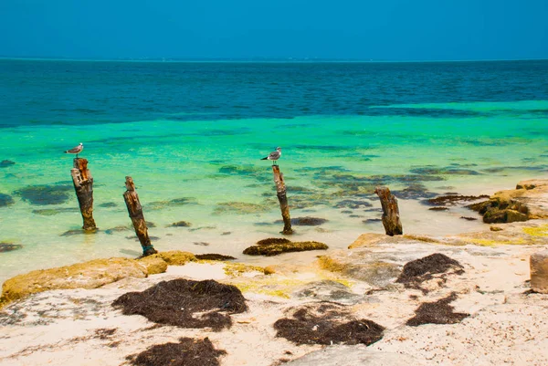 Martılar bir direğe yaslanın. Tropikal Resort. Cancun, Meksika yakınındaki Karayip Denizi iskelesi. Meksika beach Karayipler'de tropikal — Stok fotoğraf