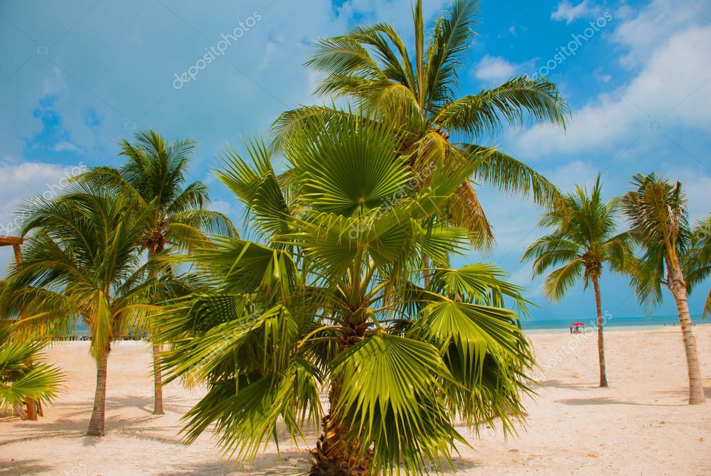 Palm trees near Paradise beach. Cancun. Mexico beach tropical in