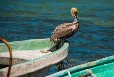 Pelikan bir teknede oturuyor. Eski tekneler Rio Lagartos, Meksika Yucatan okyanusta görüntülemek