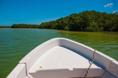 Teknenin burnu. Mangrov ağaçlar kuru. Rio Lagartos, Yucatan, Meksika