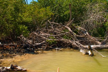 Mangrov ağaçlar kuru. Rio Lagartos, Yucatan, Meksika