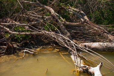 Mangrov ağaçlar kuru. Rio Lagartos, Yucatan, Meksika