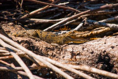 Küçük timsah bir şube açık ağzı ile oturur. Rio Lagartos, Yucatan, Meksika