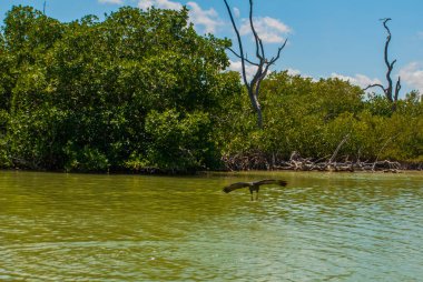 Mangrov ağaçlar kuru. Rio Lagartos, Yucatan, Meksika