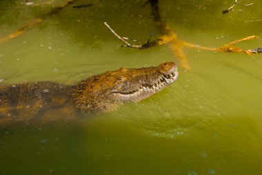 Timsah başını çamurlu nehirden sıkışmış. Rio Lagartos, Yucatan, Meksika