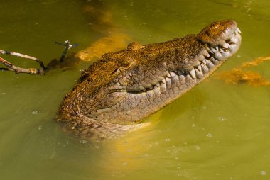Timsah başını çamurlu nehirden sıkışmış. Rio Lagartos, Yucatan, Meksika
