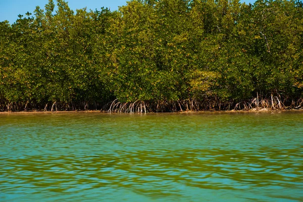 Manguezais secos. Rio Lagartos, Yucatan, México — Fotografia de Stock