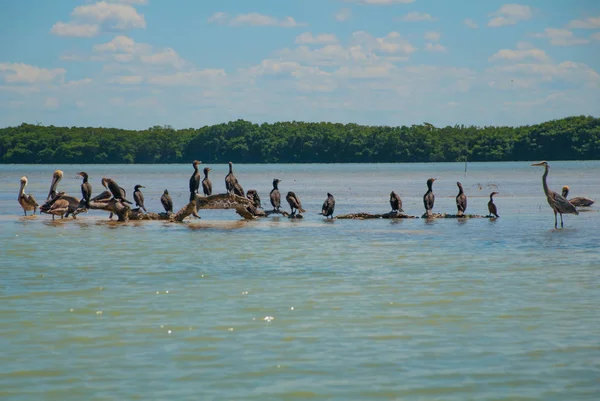 Pelicans and other birds sit in the river. Rio Lagartos, Yucatan, Mexico — Stock Photo, Image