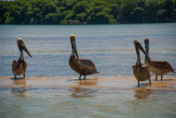 Pelikan nehre otur. Rio Lagartos, Yucatan, Meksika — Stok fotoğraf