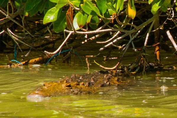 Crocodile swims in the river. Rio Lagartos, Yucatan, Mexico — Stock Photo, Image