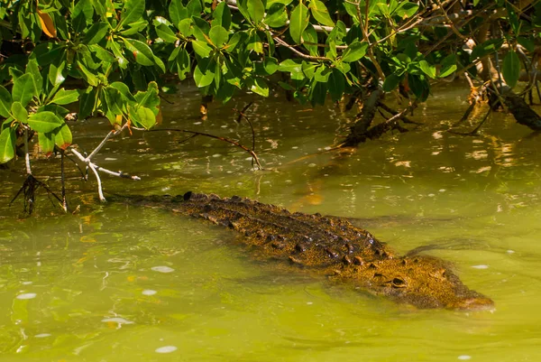 Timsahı nehirde yüzüyor. Rio Lagartos, Yucatan, Meksika — Stok fotoğraf