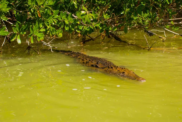 O crocodilo nada no rio. Rio Lagartos, Yucatan, México — Fotografia de Stock