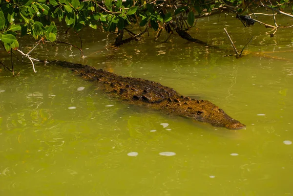 O crocodilo nada no rio. Rio Lagartos, Yucatan, México — Fotografia de Stock