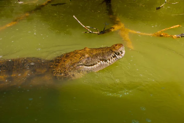 O crocodilo enfiou a cabeça no rio lamacento. Rio Lagartos, Yucatan, México — Fotografia de Stock