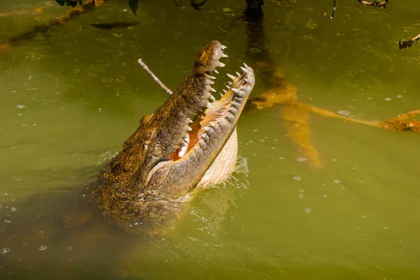 Krokodil tátott szájjal, megragadt a fejem a sáros folyóból. Rio Lagartos, Yucatan, Mexikó — Stock Fotó