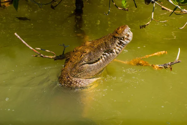 ワニは泥だらけの川の彼の頭を突き出してください。リオ Lagartos、ユカタン、メキシコ — ストック写真