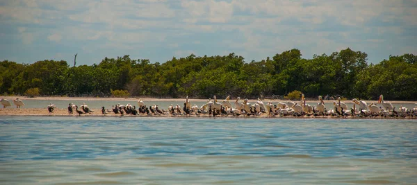 Pájaros negros y pelícano blanco junto al río. Rio Lagartos, México. Yucatán —  Fotos de Stock
