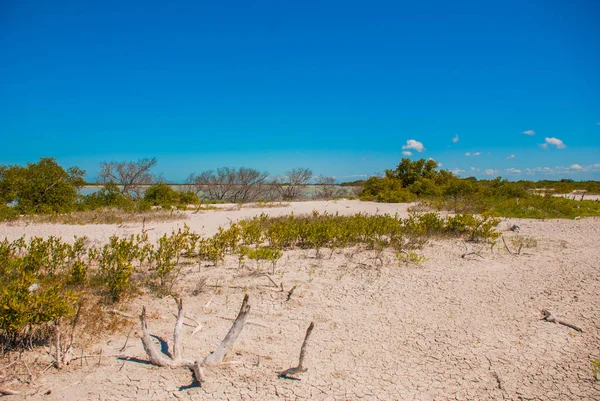 Terre fissurée en argile blanche. Rio Lagartos Yucatan, Mexique — Photo