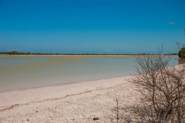 Flamingo 's in Rio Lagartos Biosphere Reserve, Yucatan, Mexico — Stockfoto