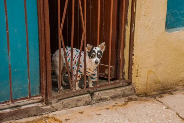 Dog clothing peeking out from the lattice house. Havana. Cuba