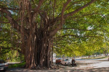 Yaklaşık Havana'da güzel büyük yeşil ağaçlar. Küba