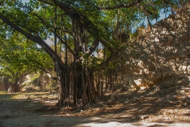 Yaklaşık Havana'da güzel büyük yeşil ağaçlar. Küba