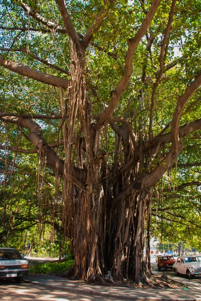 ハバナのつる植物と美しい巨大な緑の木々。キューバ — ストック写真